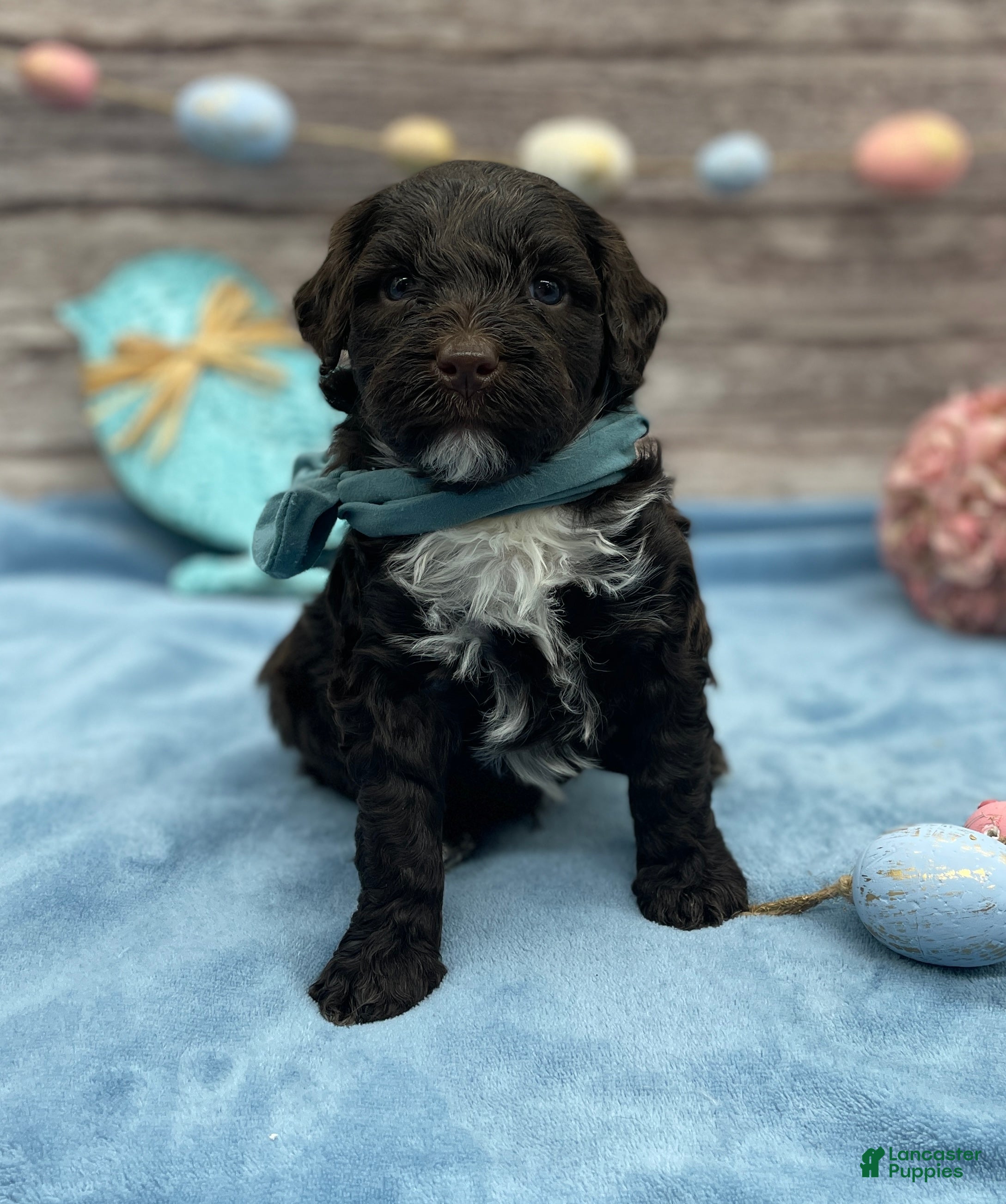Portuguese Water Dog dogs Benny - Ad 2