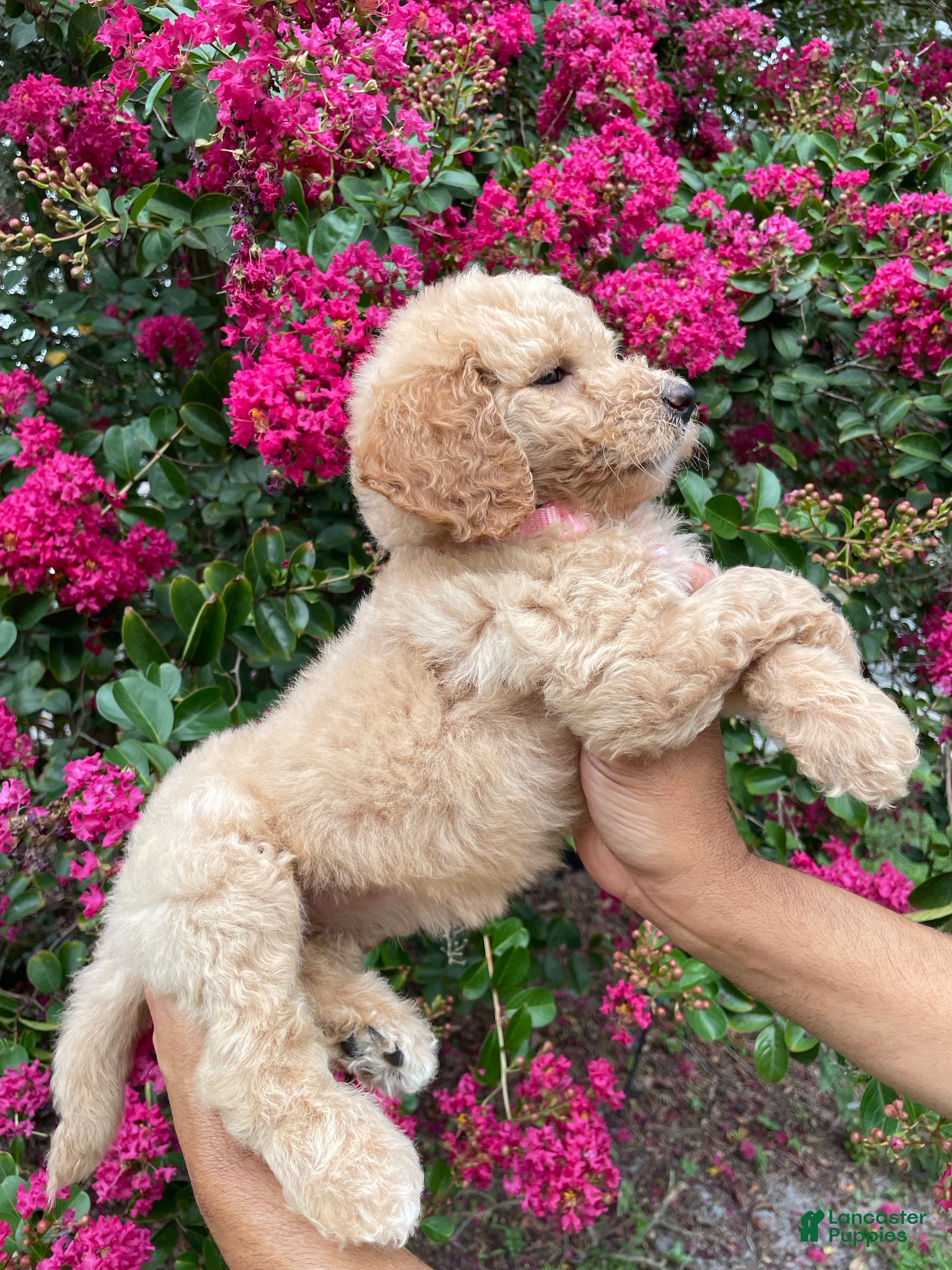 Goldendoodle dogs Sofie - Ad 29