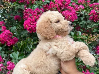 Goldendoodle dogs Sofie - Ad 29