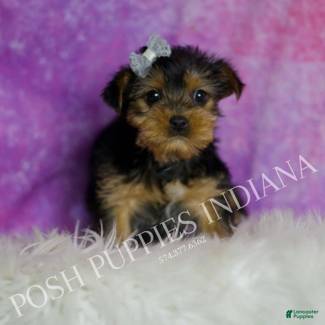 Yorkshire Terrier dogs for sale: Zuma - Ad 2