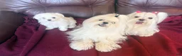 Maltese dogs for sale: Maltese Puppy 1 - Ad 5