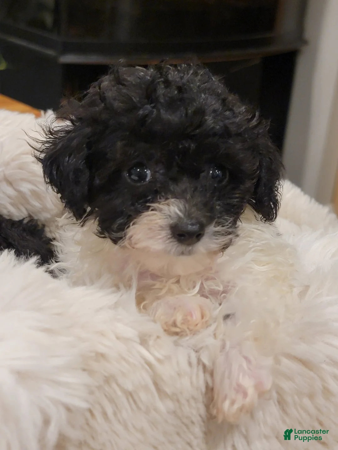 Toy Poodle dogs for sale: Toy Poodle 1 - Ad 1