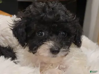 Toy Poodle dogs Toy Poodle 1 - Ad 39