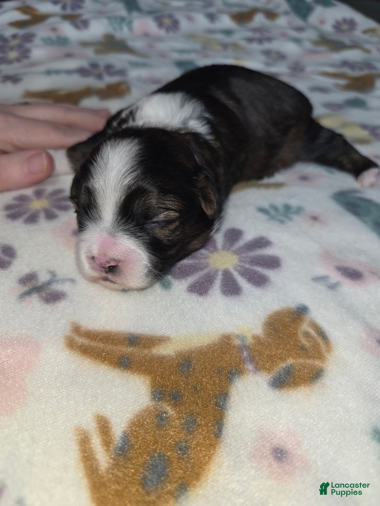 Shihpoo dogs Shihpoo Puppy 3 - Ad 2