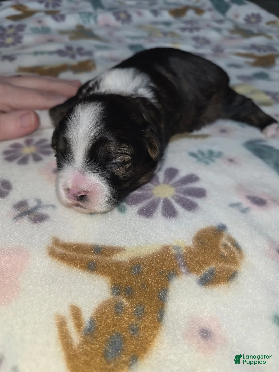 Shihpoo dogs for sale: Shihpoo Puppy 3 - Ad 2