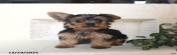 Yorkshire Terrier dogs for sale: Bohdi - Ad 3