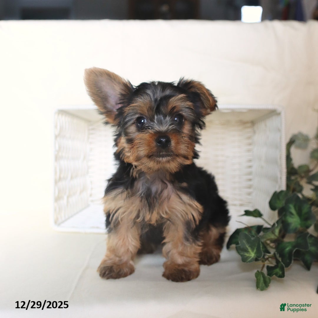 Yorkshire Terrier dogs for sale: Bohdi - Ad 3