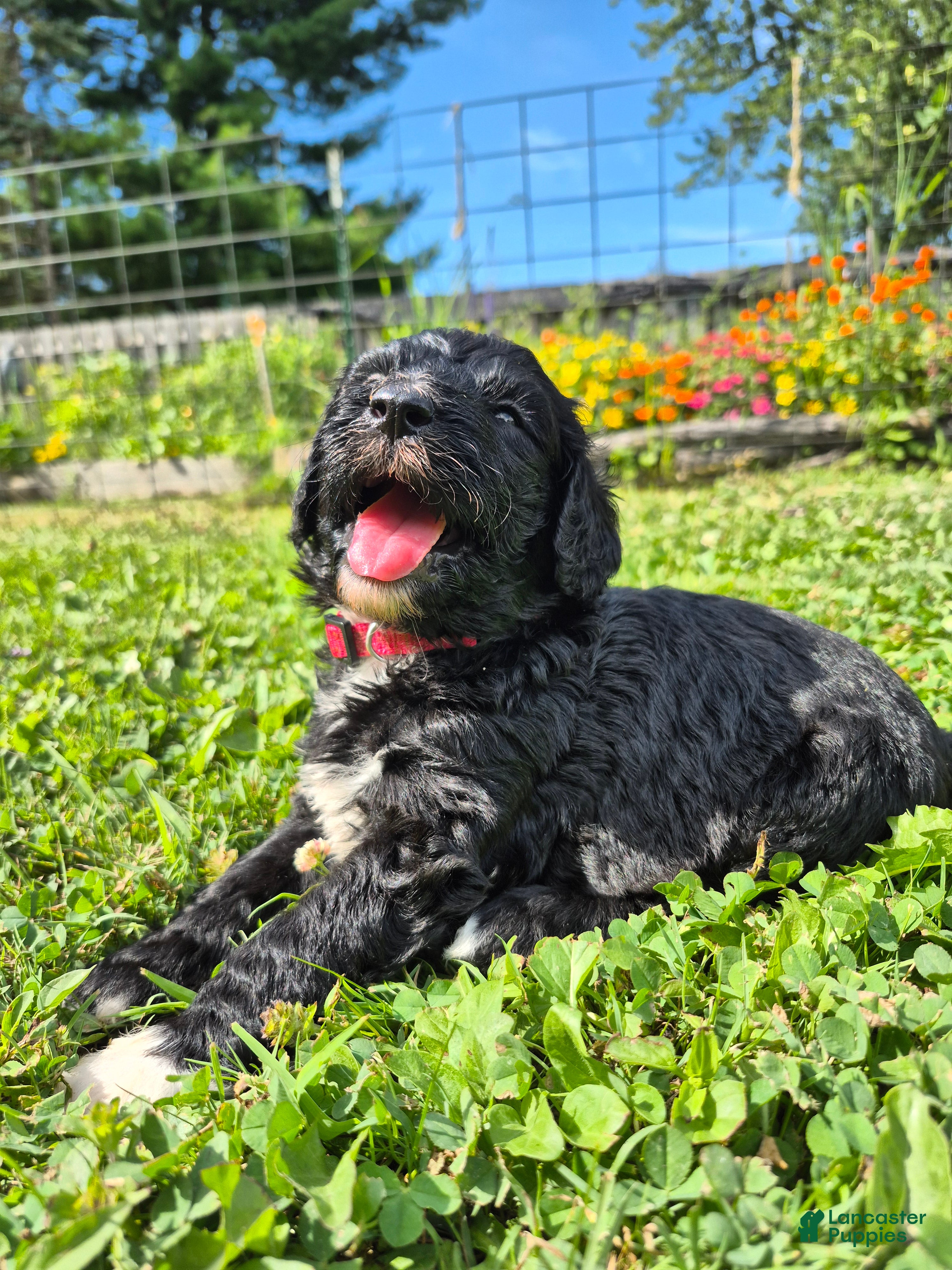 Mini Sheepadoodle dogs Ripley  - Ad 1