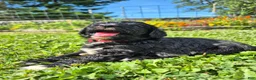 Mini Sheepadoodle dogs for sale: Ripley  - Ad 10