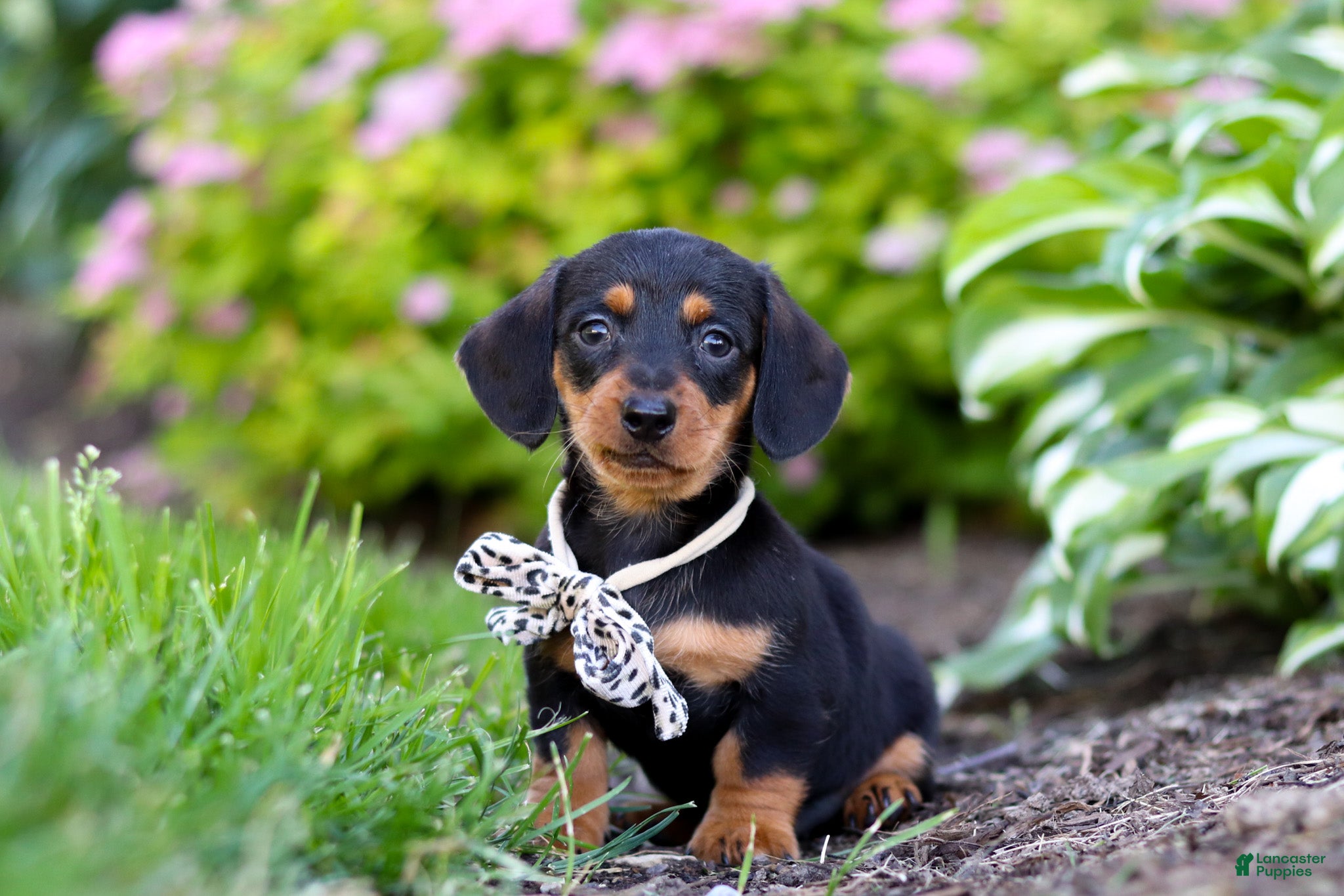Miniature Dachshund dogs for sale: Anson - Ad 1