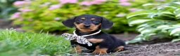 Miniature Dachshund dogs for sale: Anson - Ad 1