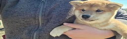 Shiba Inu dogs for sale: Anya - Ad 16