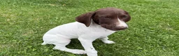 German Shorthaired Pointer dogs for sale: Megan - Ad 1