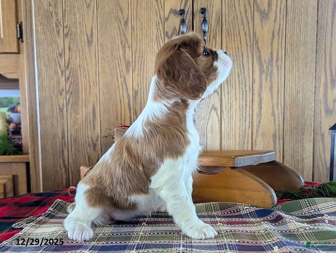 Cavalier King Charles Spaniel dogs for sale: Lisa - Ad 5