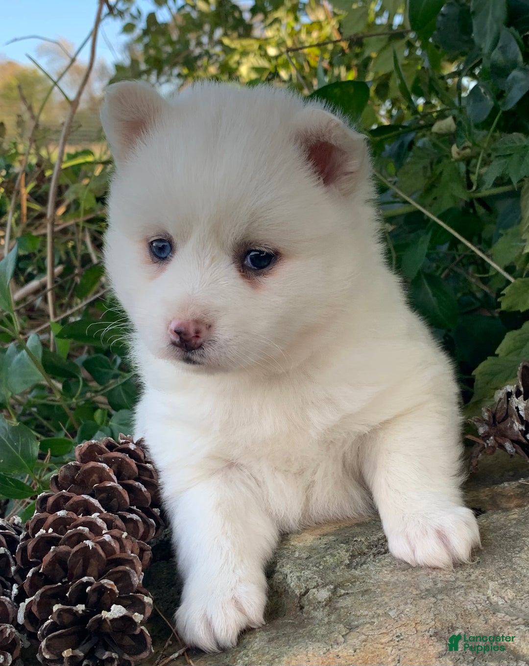 Alaskan Klee Kai dogs for sale: Sweet Petite Baby Willow~!!! - Ad 9