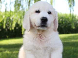 Golden Retriever dogs - Ad 21