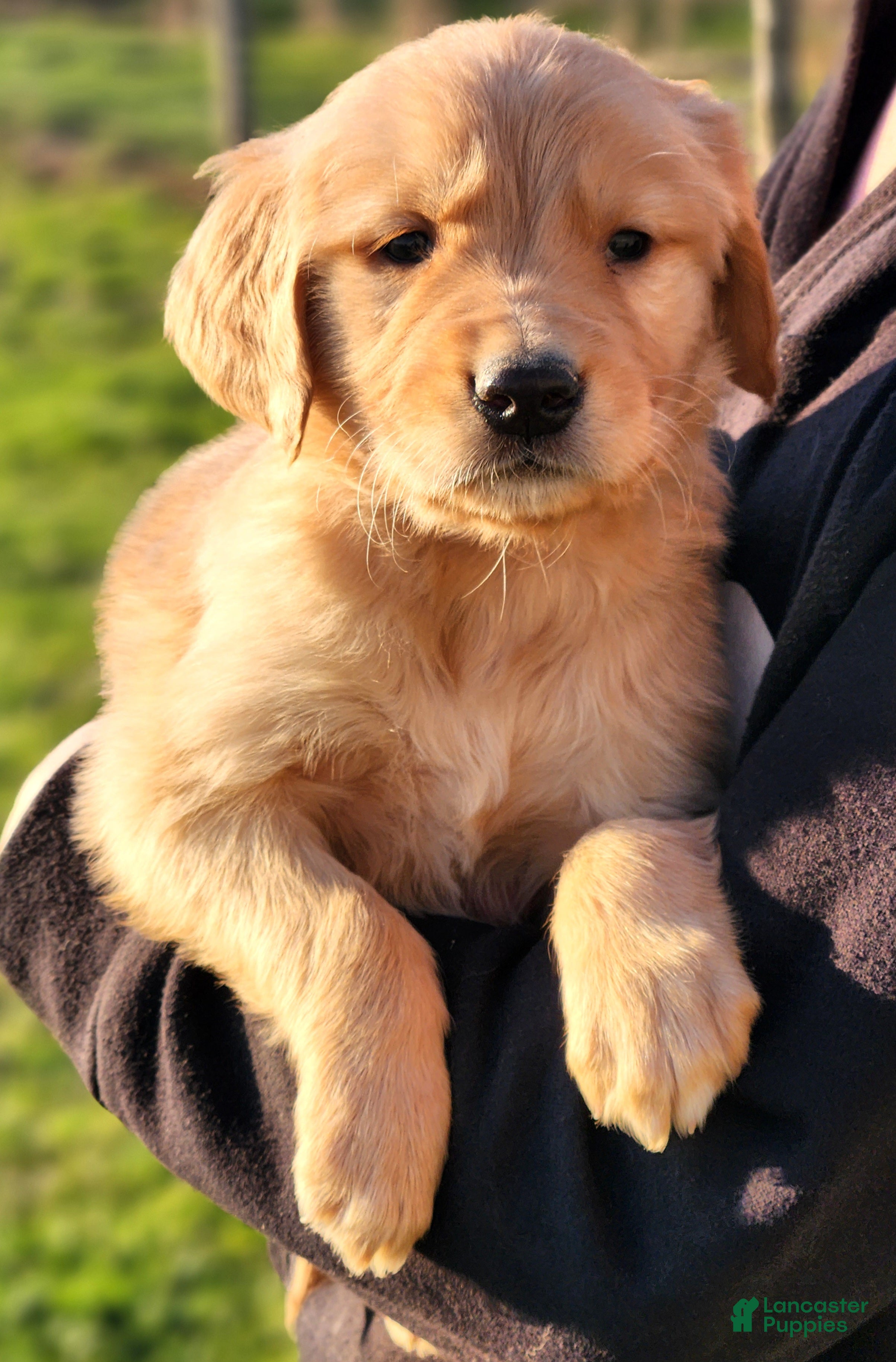Golden Retriever dogs Ranger - Ad 1