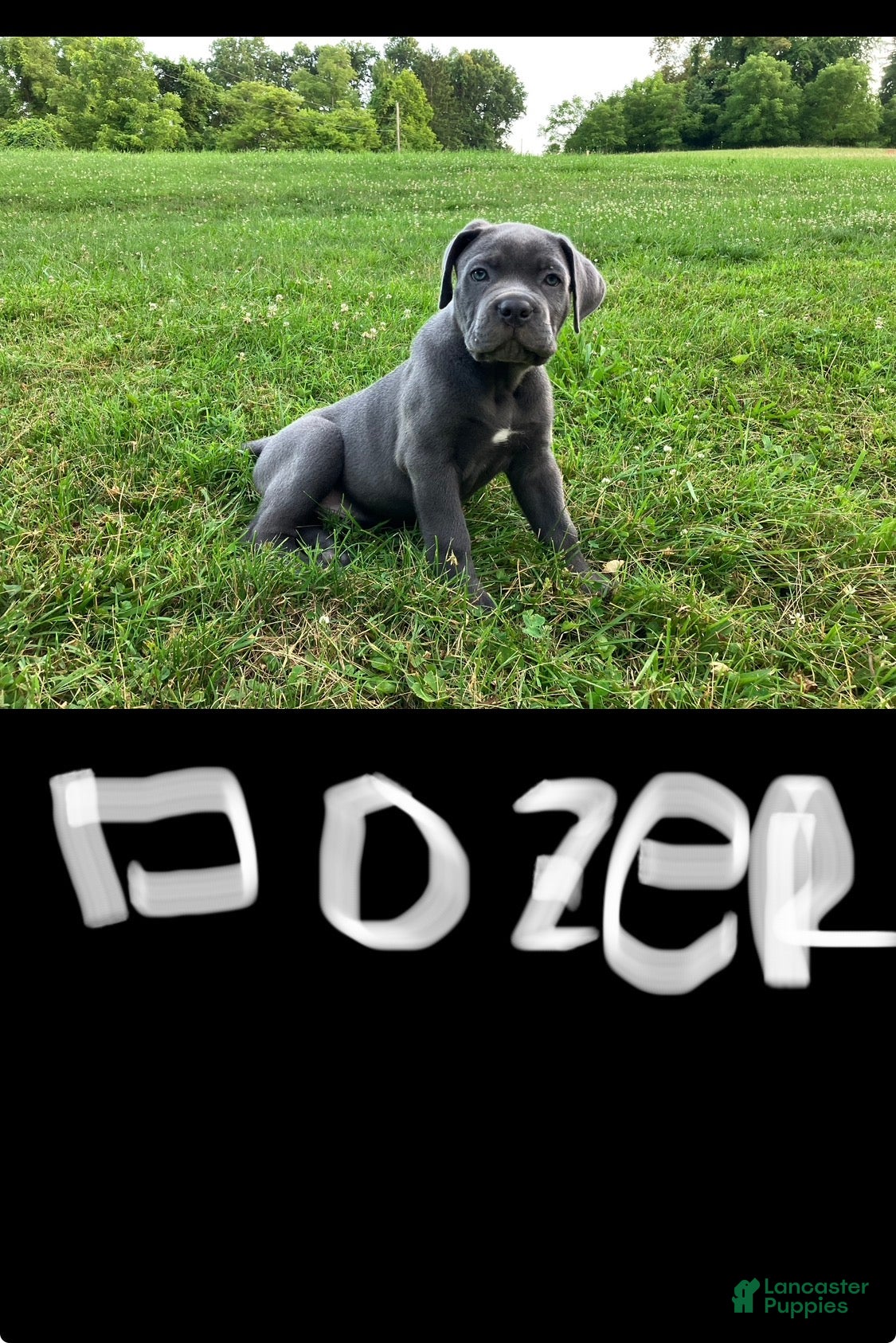 Cane Corso dogs for sale: Dozer - Ad 1