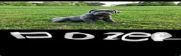 Cane Corso dogs for sale: Dozer - Ad 1