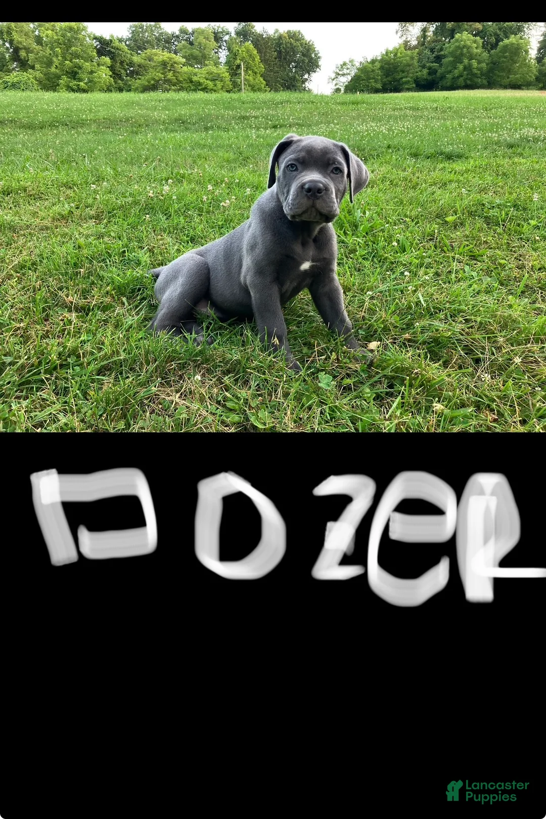 Cane Corso dogs for sale: Dozer - Ad 1