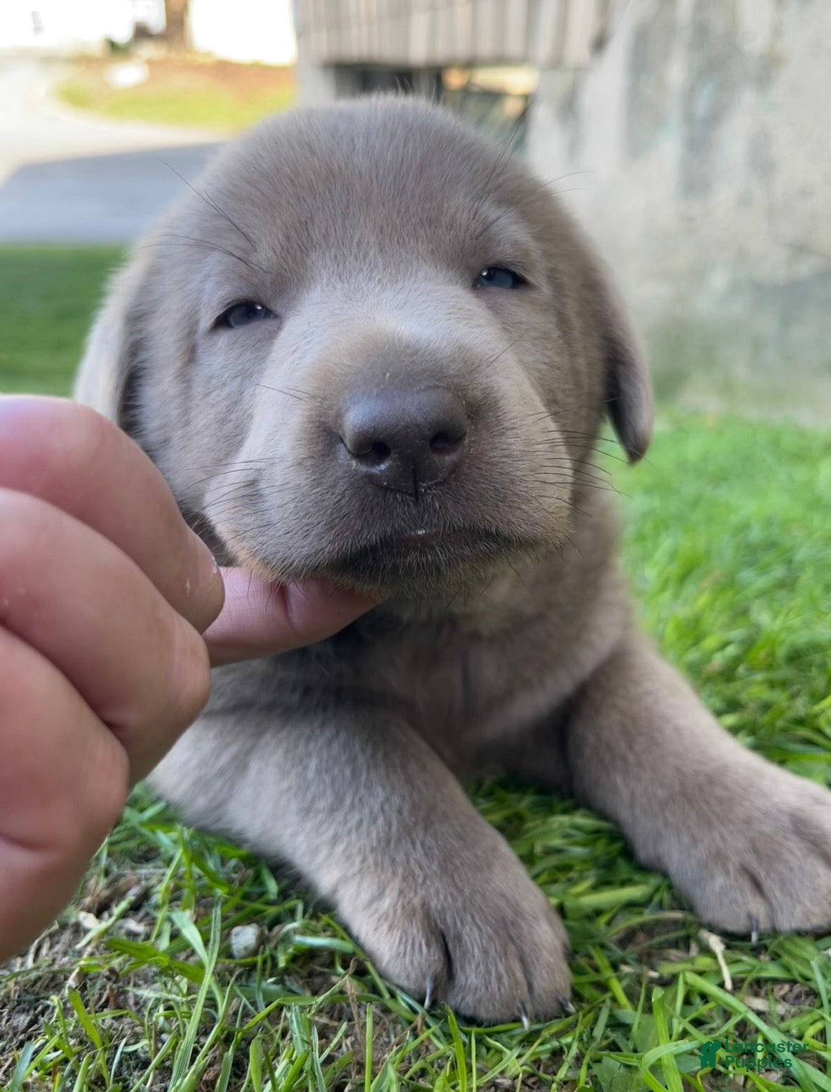 Labrador Retriever dogs Penny - Ad 2
