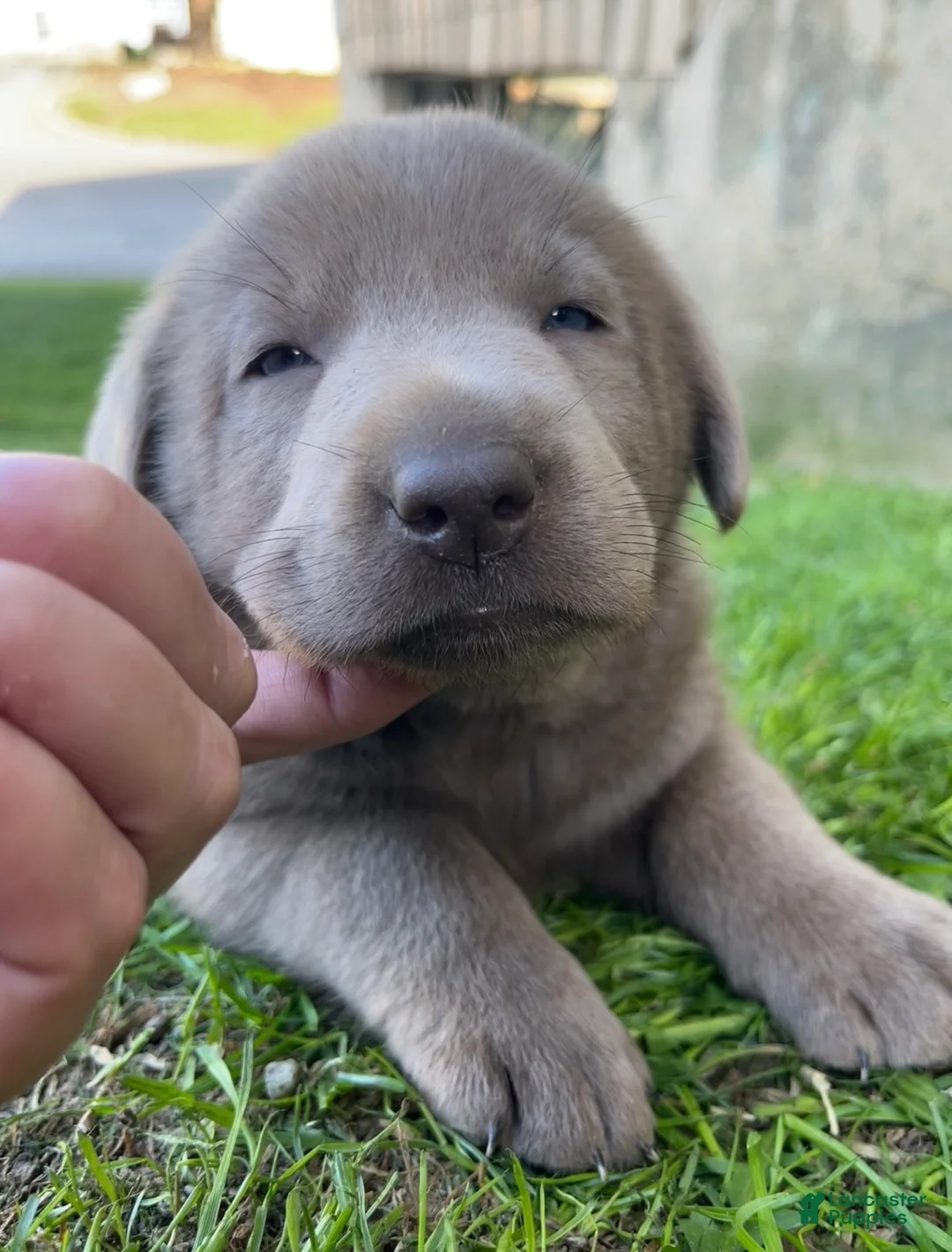 Labrador Retriever dogs for sale: Penny - Ad 2