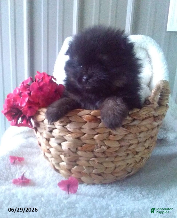 Pomeranian dogs Cody - Ad 41