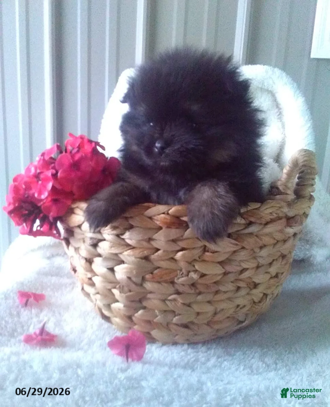 Pomeranian dogs for sale: Cody - Ad 1