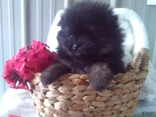 Pomeranian dogs Cody - Ad 41