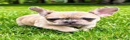 French Bulldog dogs for sale: French Bulldog Female STELLA - Ad 3