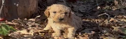 Goldendoodle dogs for sale: Blondie - Ad 6