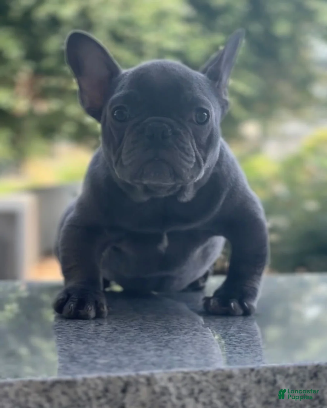 French Bulldog dogs for sale: Zeus - Ad 1