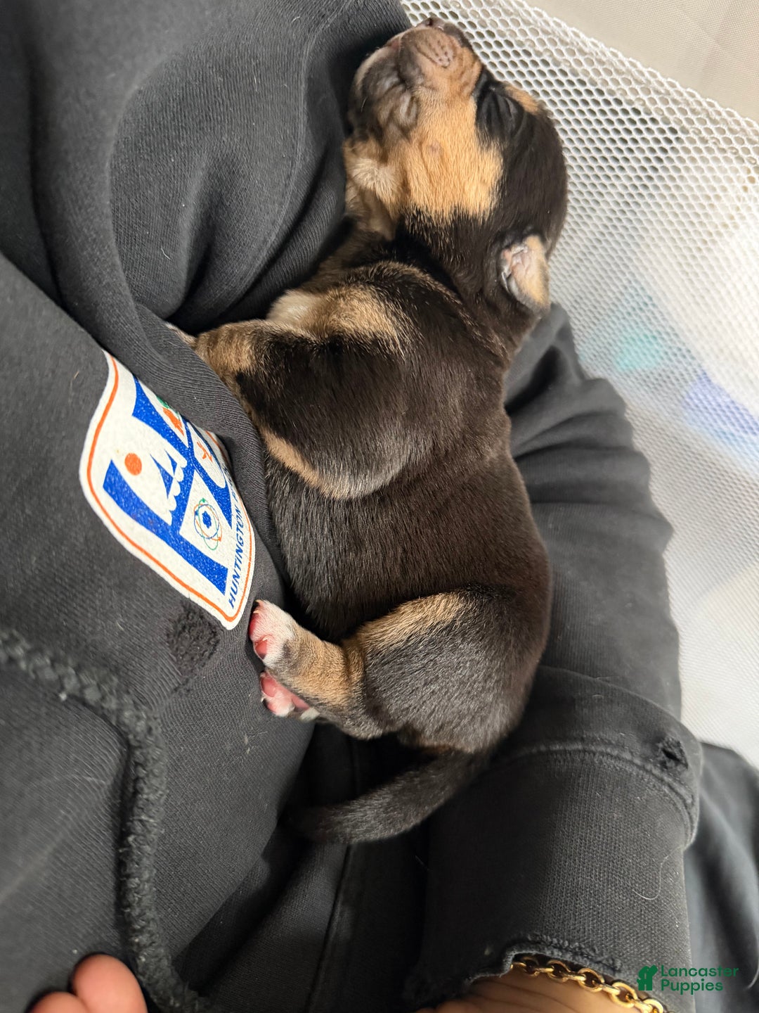 Mixed Breed dogs for sale: Athena - Ad 2