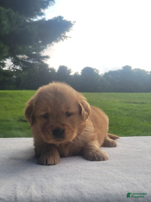 Golden Retriever dogs Raya - Ad 2