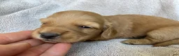 Miniature Dachshund dogs for sale: DAWWG POUND’S POCKET-SIZED QB - Ad 8