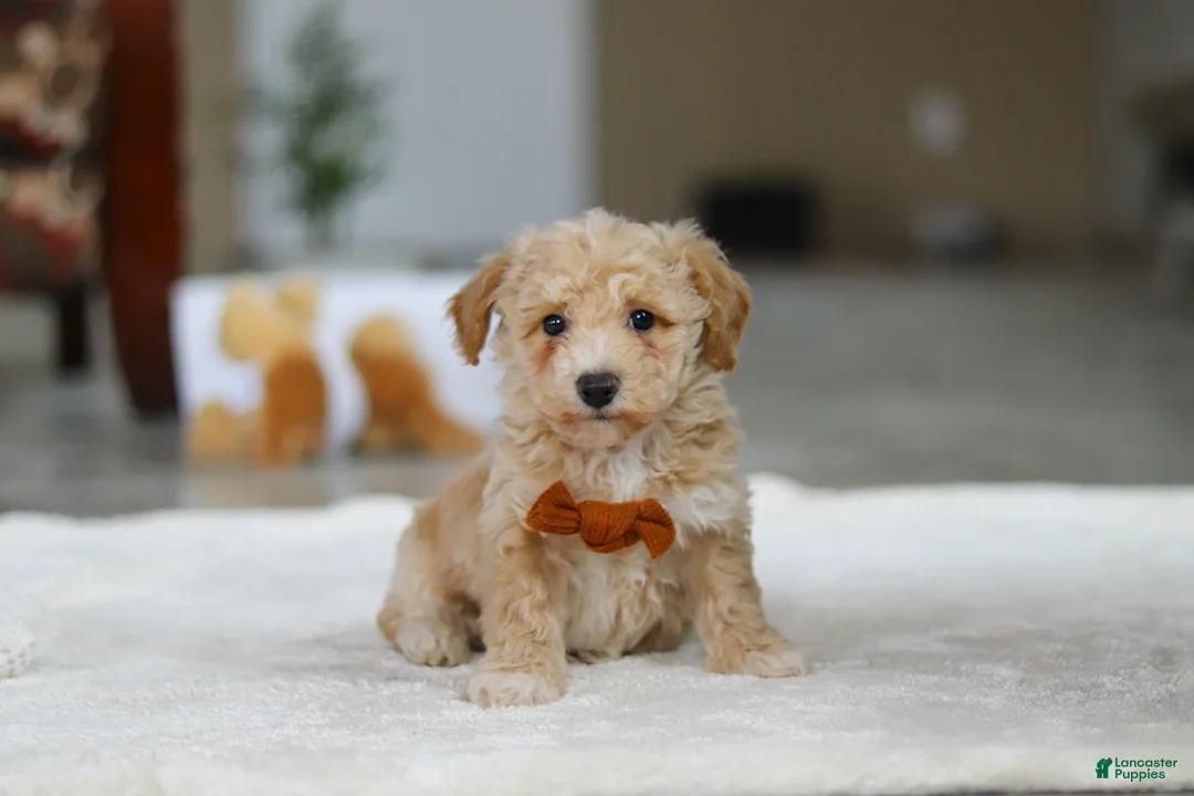 Bichpoo dogs for sale: Kory - Ad 5