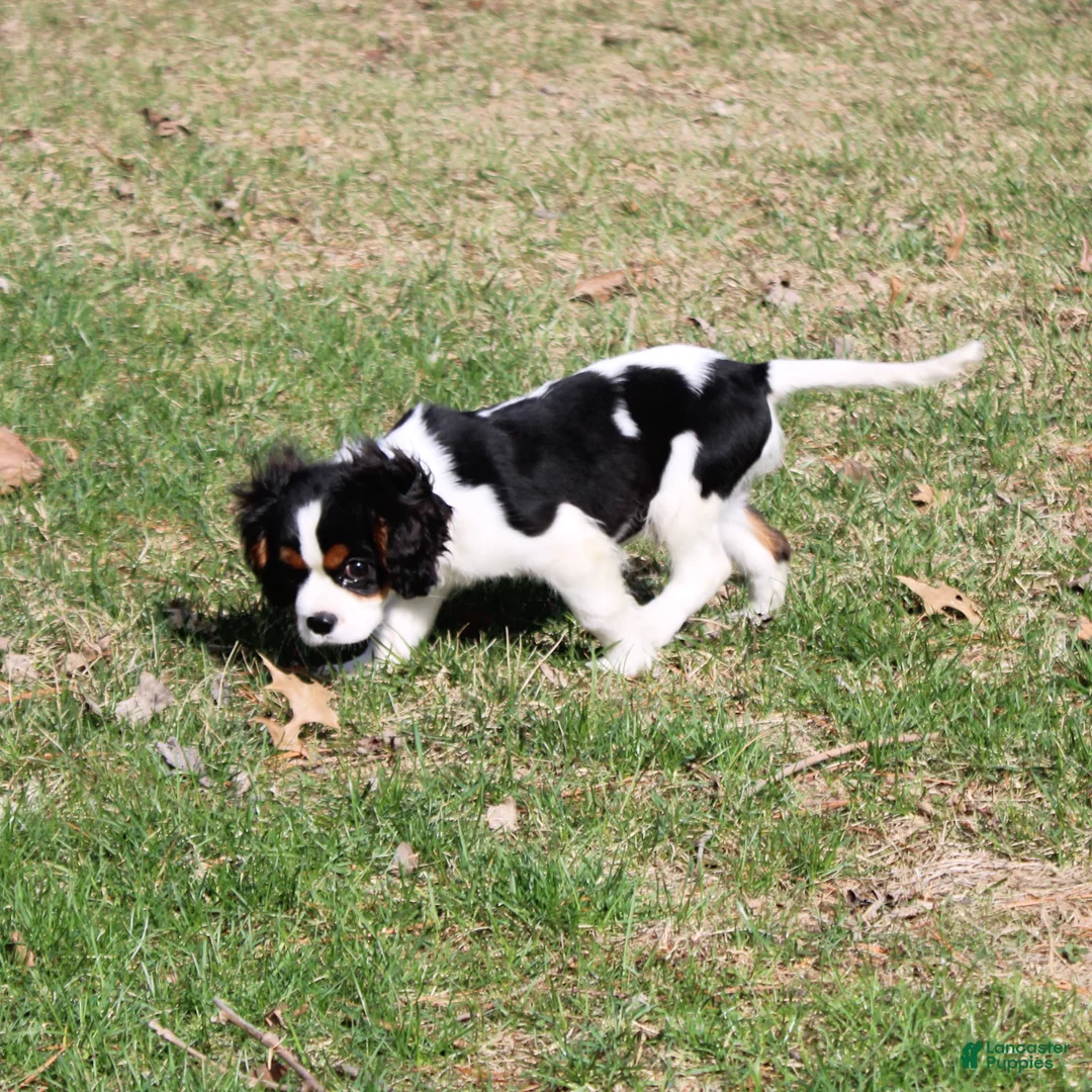 Cavalier King Charles Spaniel dogs for sale: Congo - House and Crate Trained - Ad 2