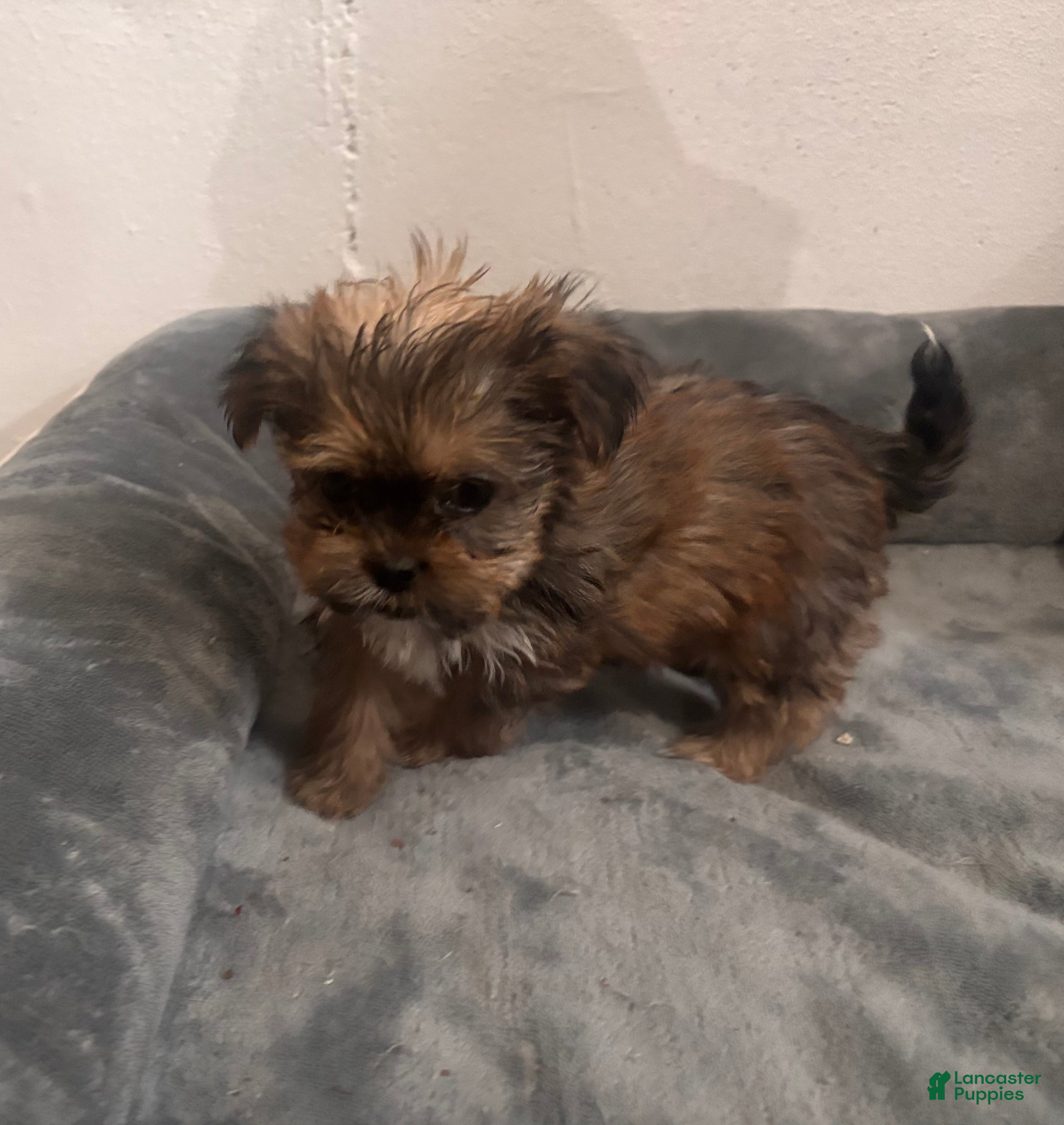 Shorkie dogs for sale: Daisy - Ad 3