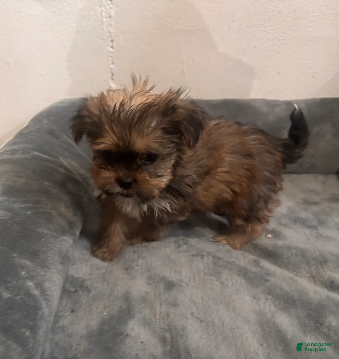 Shorkie dogs for sale: Daisy - Ad 1