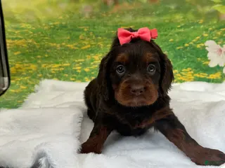 Cavapoo dogs Bella - Ad 8