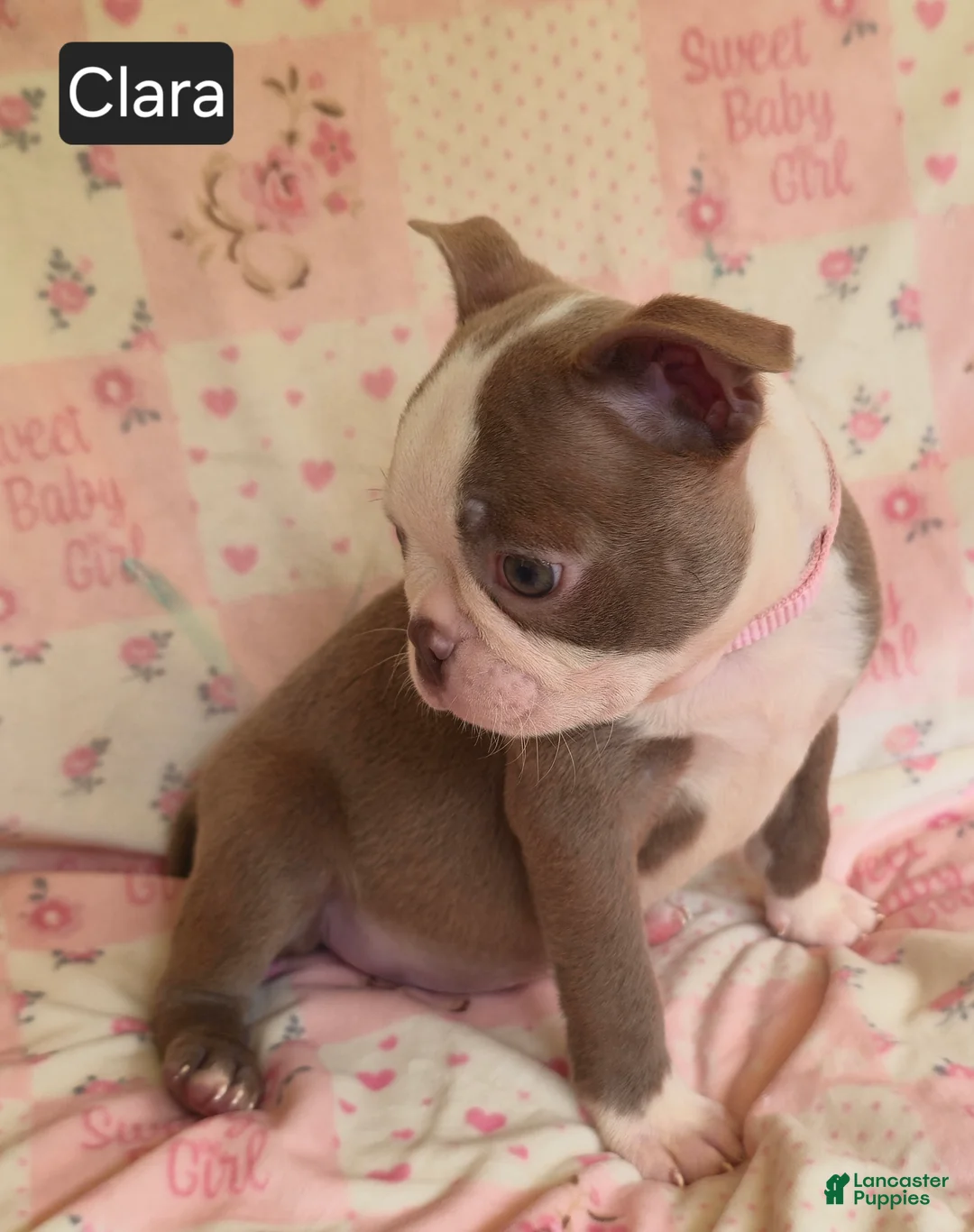 Boston Terrier dogs for sale: Clara - Ad 10