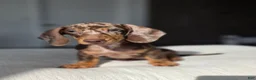 Miniature Dachshund dogs for sale: Miniature Dachshund 1 - Ad 1