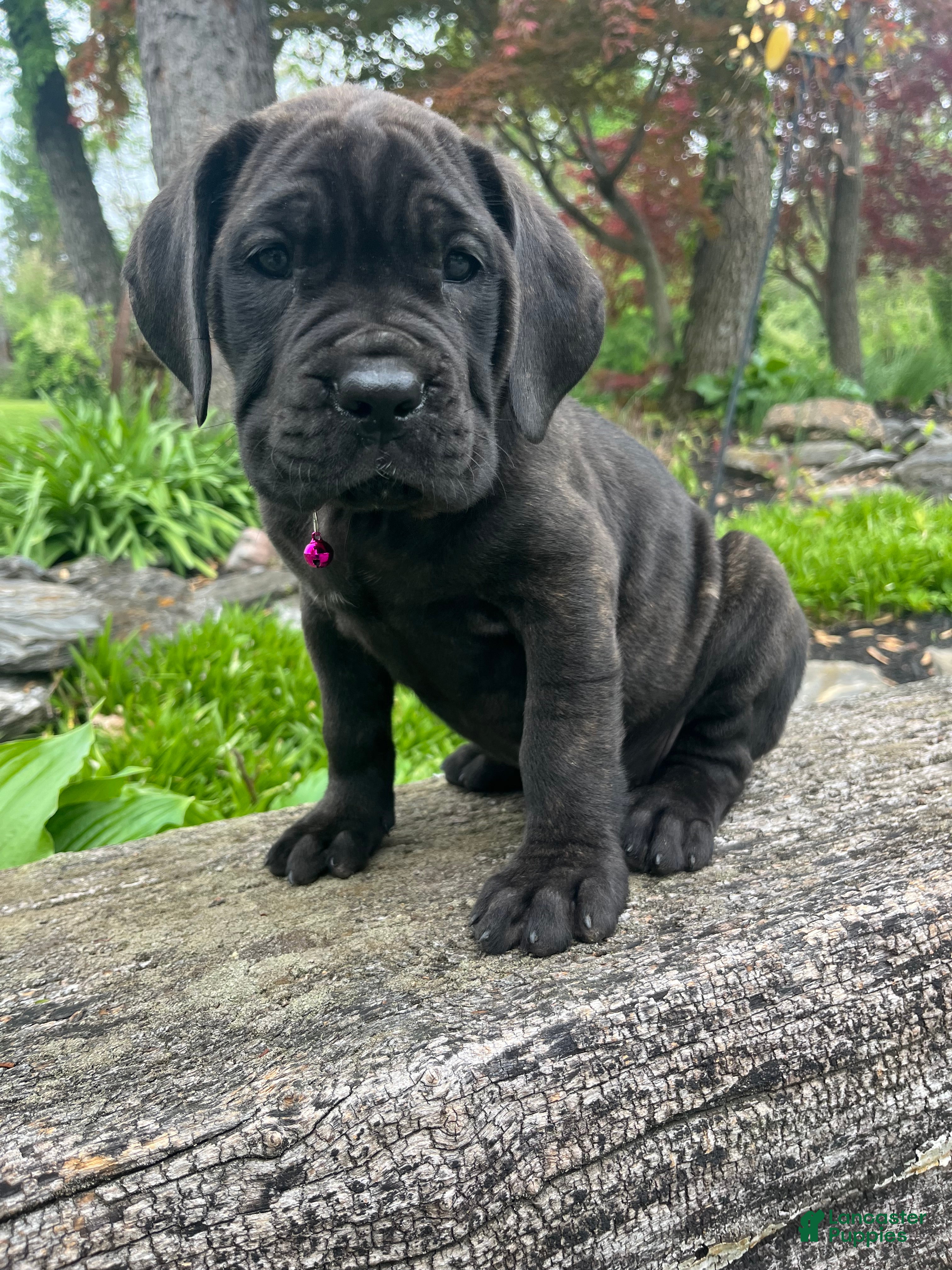 Cane Corso dogs Athena - Ad 2