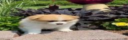 Pomeranian dogs for sale: Pomeranian 2 - Ad 4