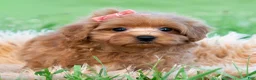 Maltipoo dogs for sale: Lily Pad - Ad 2