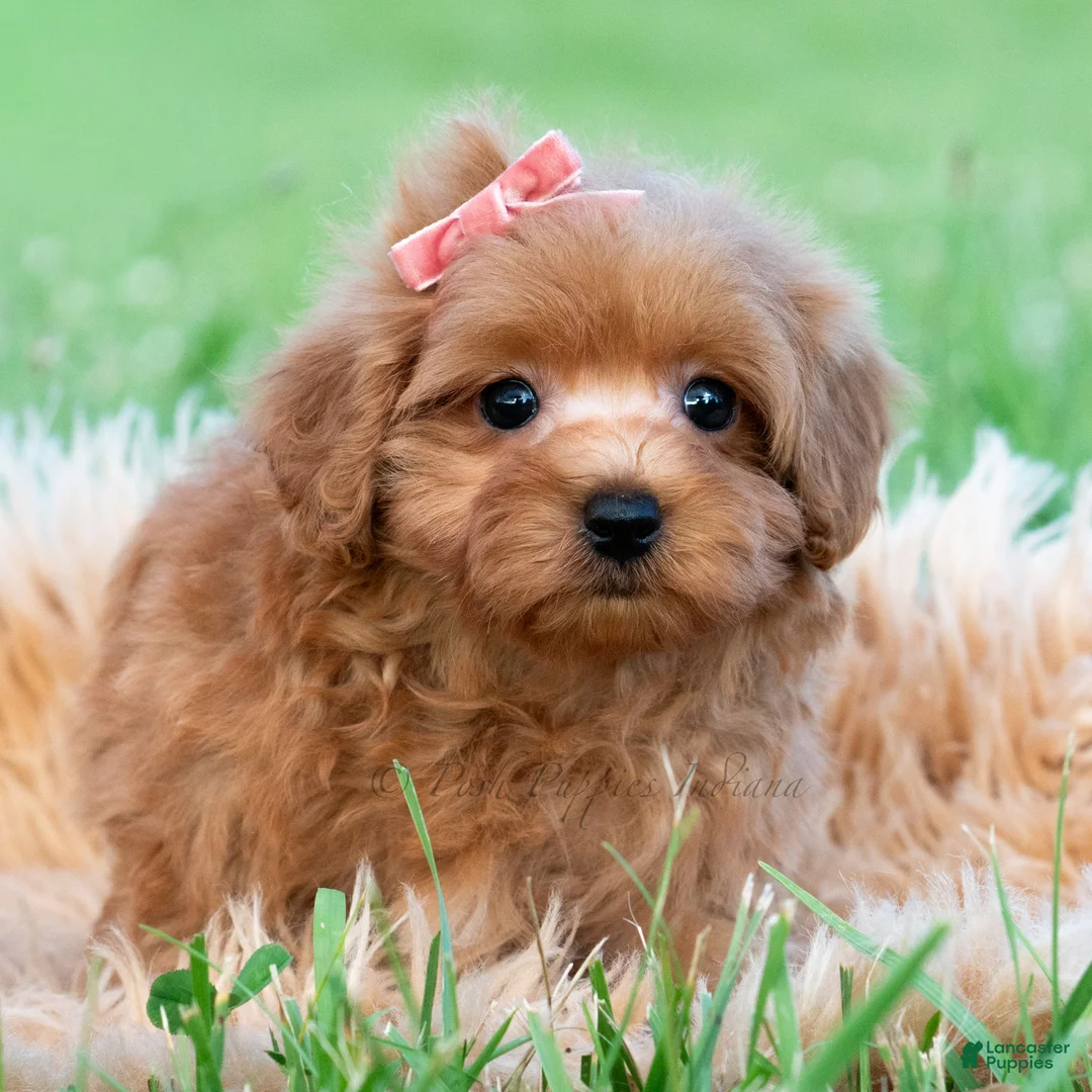 Maltipoo dogs for sale: Lily Pad - Ad 2