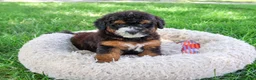 Saint Berdoodles dogs for sale: Willow  - Ad 5