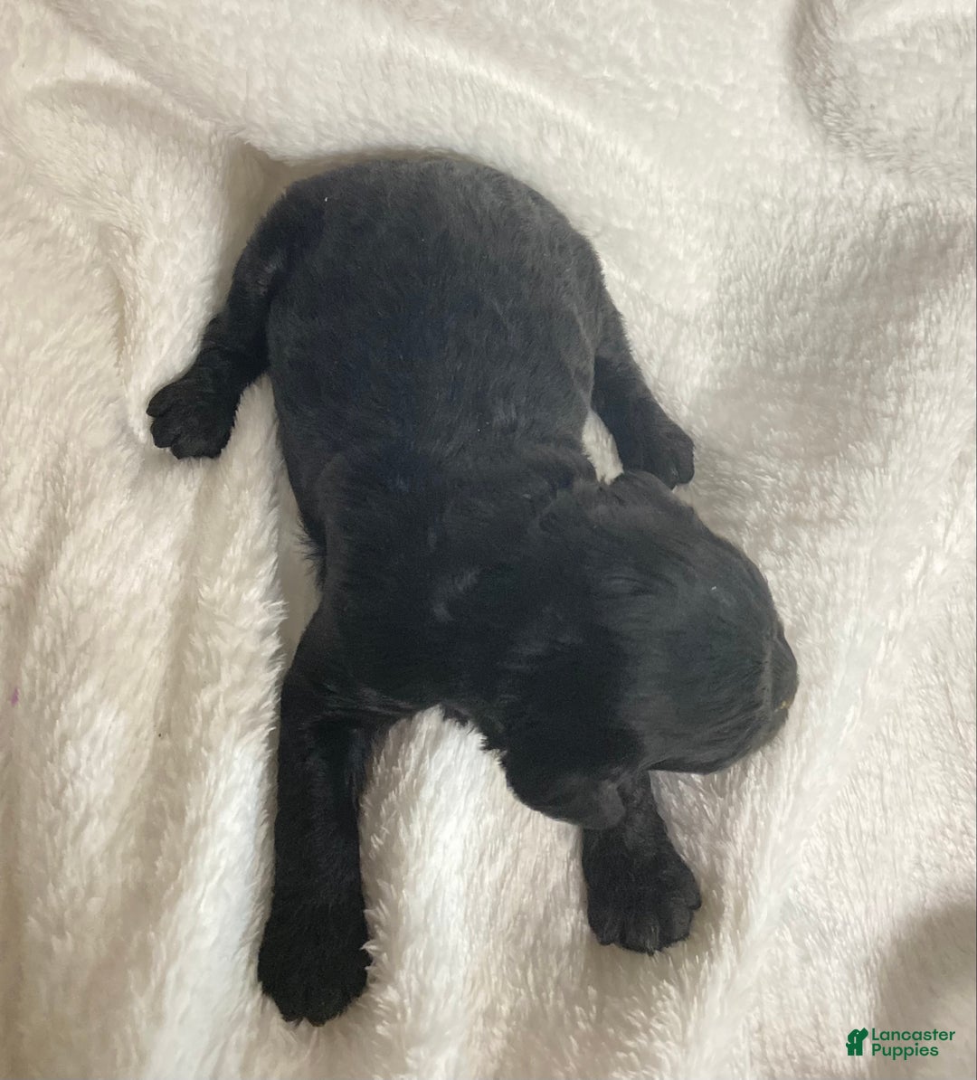 Cockapoo dogs for sale: Cockapoo Puppy 1 - Ad 1