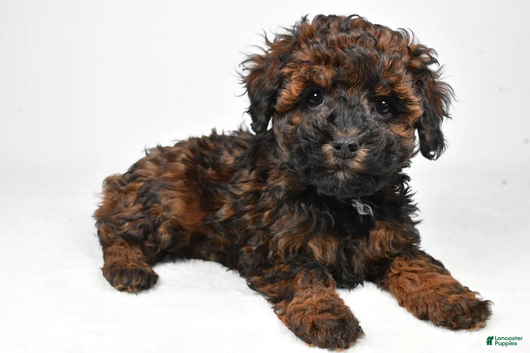 Cockapoo dogs for sale: Anna - Ad 8