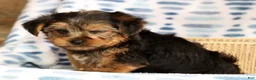 Yorkshire Terrier dogs for sale: Ally - Ad 2